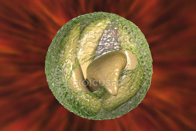 Cryptosporidium parvum parasite in oocyst form causing of cryptosporidiosis, digital illustration. — Stock Photo