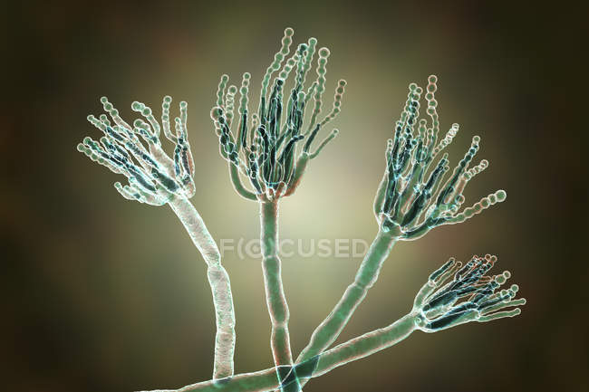 Digital illustration of Penicillium fungi and specialized threads of conidiophores. — Stock Photo
