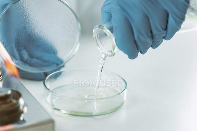 Manos de microbiólogo vertiendo agar en placa de Petri en el laboratorio . - foto de stock