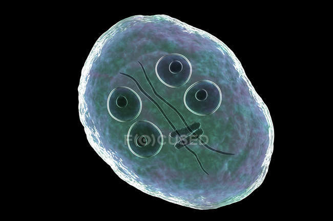 Quiste de Giardia intestinalis protozoo parásito flagelado en intestino delgado, ilustración digital
. - foto de stock