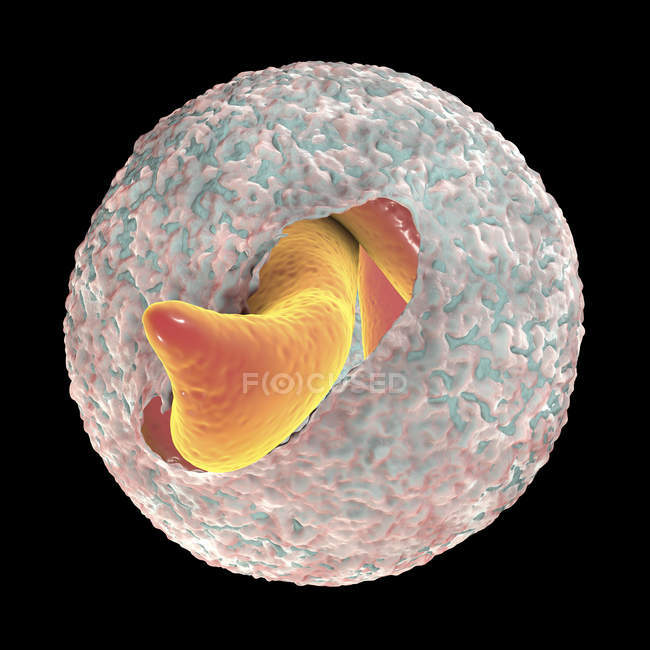 Cryptosporidium parvum parasite sous forme d'oocyste causant la cryptosporidiose, illustration numérique
. — Photo de stock