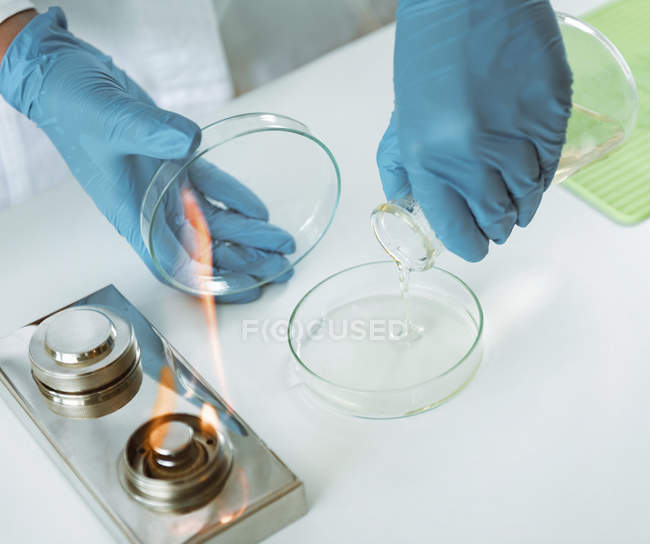 Manos de microbiólogo vertiendo agar en placa de Petri en el laboratorio . - foto de stock