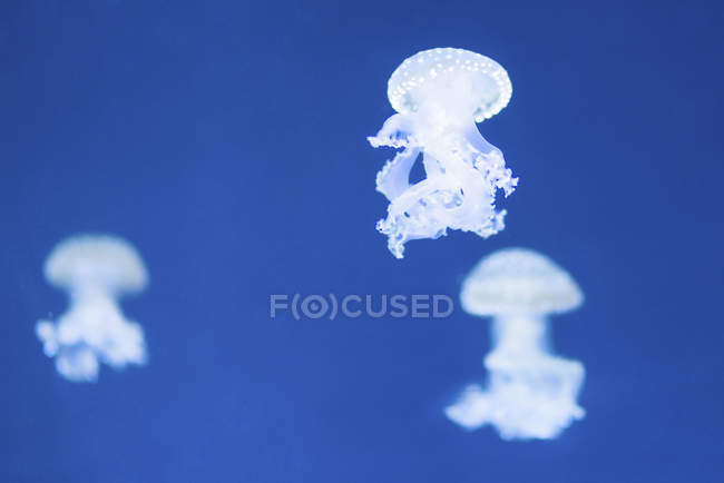 Medusas brancas manchadas contra fundo azul . — Fotografia de Stock