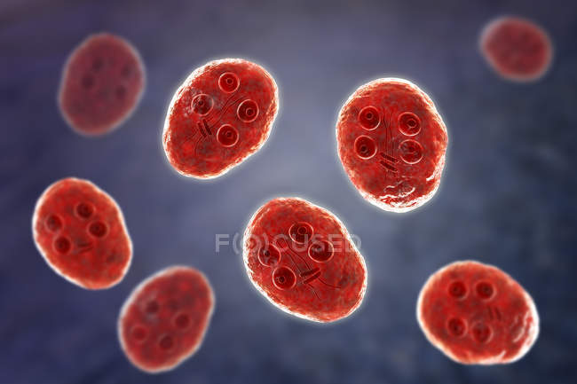 Група кісти Giardia intestinalis найпростіші джгутировані паразити в тонкій кишці, цифрова ілюстрація. — стокове фото