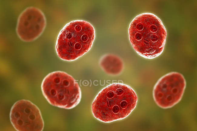 Group of cysts of Giardia intestinalis protozoans flagellated parasites in small intestine, digital illustration. — Stock Photo