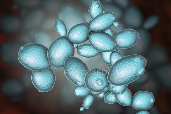 Digital illustration of budding yeast cells Saccharomyces cerevisiae. — Stock Photo