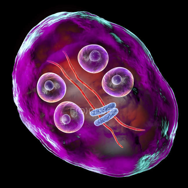Quiste de Giardia intestinalis protozoo parásito flagelado en intestino delgado, ilustración digital . - foto de stock