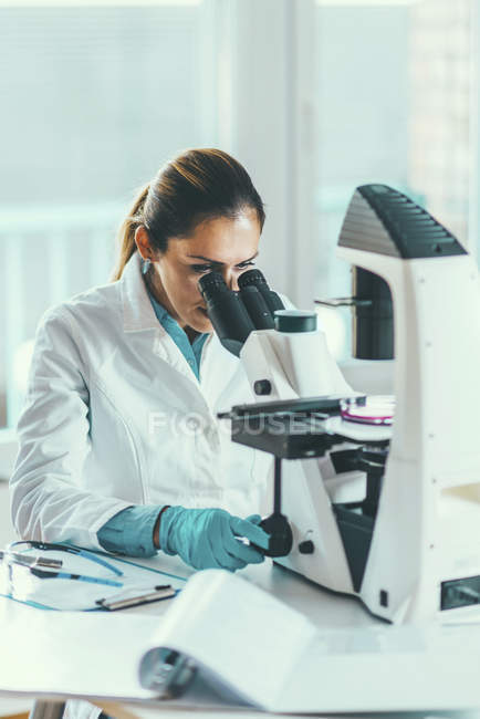 Científica investigando muestra en placa de Petri bajo microscopio de luz
. - foto de stock
