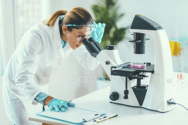 Científica investigando muestra en placa de Petri bajo microscopio de luz . - foto de stock