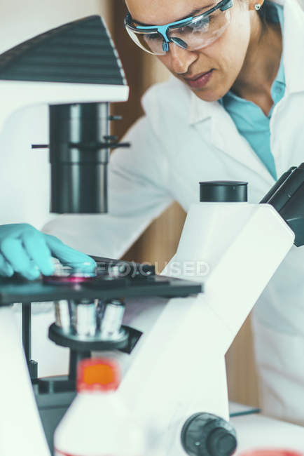 Científica investigando muestra en placa de Petri bajo microscopio de luz
. - foto de stock