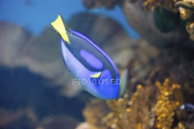 Regal blue tang fish with beautiful pattern swimming in water. — Stock Photo