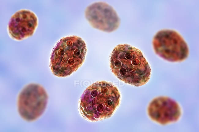 Gruppo di cisti di Giardia intestinalis protozoans parassiti flagellati nell'intestino tenue, illustrazione digitale . — Foto stock