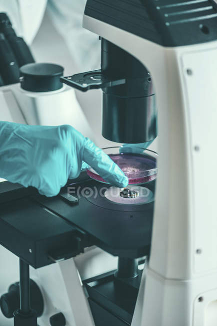 Дослідник розміщення чашки Петрі з клітинною культурою під мікроскопом . — стокове фото
