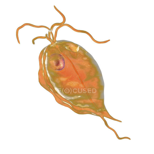 Trichomonas hominis protozoário parasita único, ilustração digital . — Fotografia de Stock