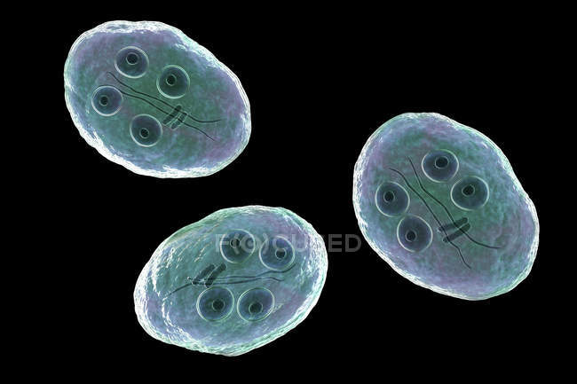 Grupo de quistes de Giardia intestinalis protozoos parásitos flagelados en el intestino delgado, ilustración digital . - foto de stock