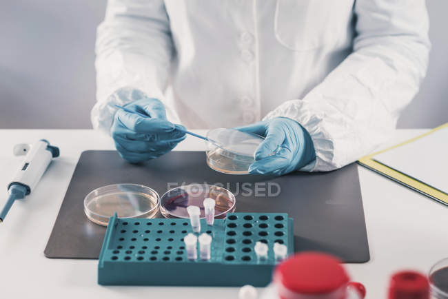 Microbiologist working in laboratory with bacteria growth in petri dish ...
