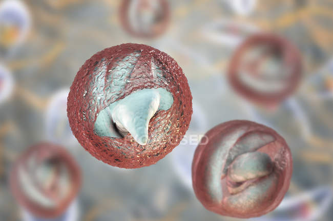 Криптоспоридіум parvum паразити у формі оокісти, викликаючи криптоспоридиоз, цифрова ілюстрація. — стокове фото