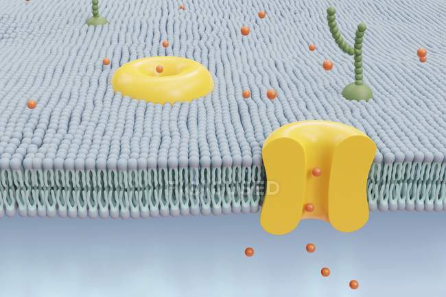 Illustrazione digitale della visione cutaway della membrana cellulare umana . — Foto stock