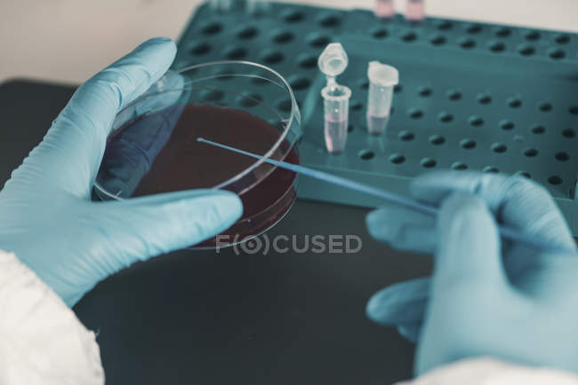 Microbiólogo trabalhando em laboratório com crescimento de bactérias em placa de Petri
. — Fotografia de Stock