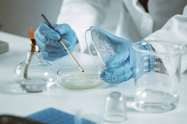 Mani di microbiologa femminile che inocula agar nutriente . — Foto stock