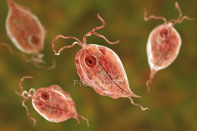 Grupo de parásitos protozoarios Trichomonas hominis, ilustración digital
. - foto de stock