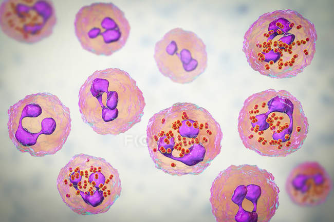 Ilustración digital de líquido cefalorraquídeo y neutrófilos con bacterias Neisseria meningitidis
. - foto de stock
