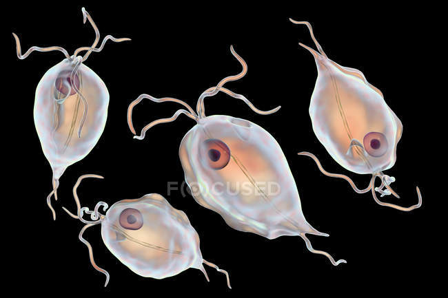 Група Трихомонінас гоініс протозойних паразити, цифрова ілюстрація. — стокове фото