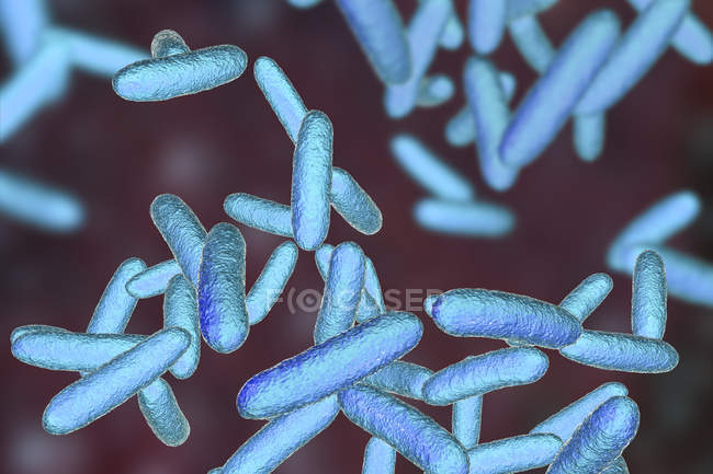Yellow rod-shaped Citrobacter bacteria, digital illustration. — Stock Photo
