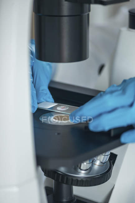 Wissenschaftlerhände untersuchen Probe auf Objektträger unter Lichtmikroskop. — Stockfoto