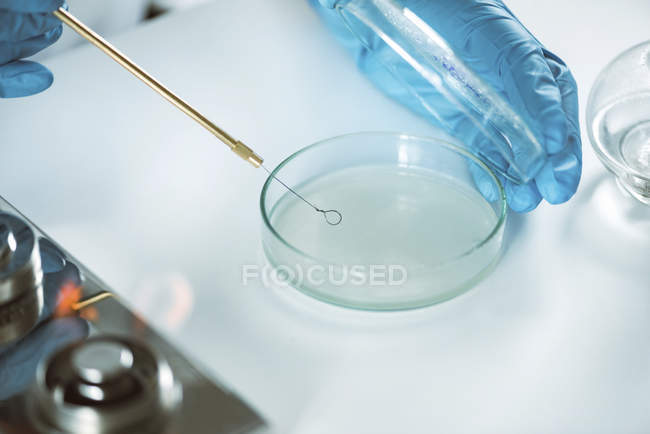 Primo piano di mani di microbiologo che inocula agar nutriente . — Foto stock