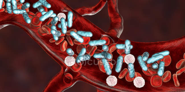 Bacterial blood infection, digital illustration. — Stock Photo