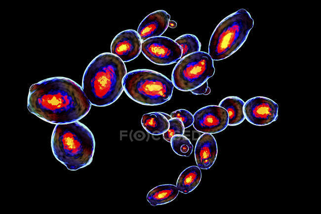 Ilustración digital de células de levadura en citometría de flujo de imágenes
. - foto de stock