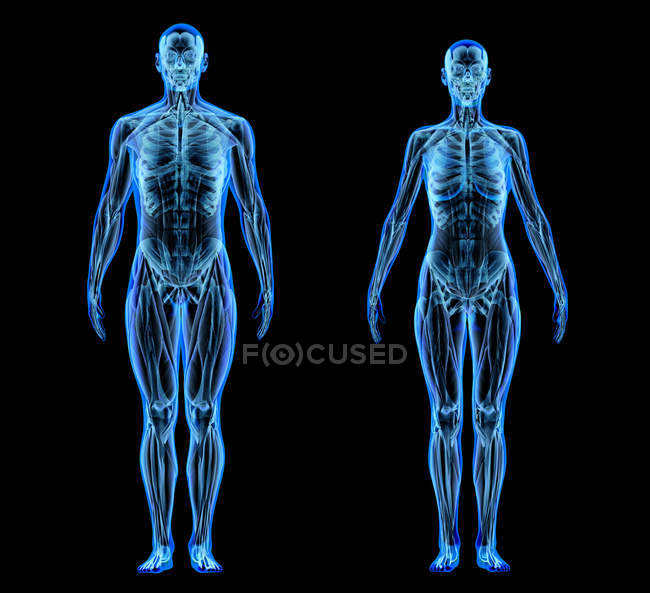 Músculos y sistemas esqueléticos masculinos y femeninos en efecto de rayos X sobre fondo negro . - foto de stock