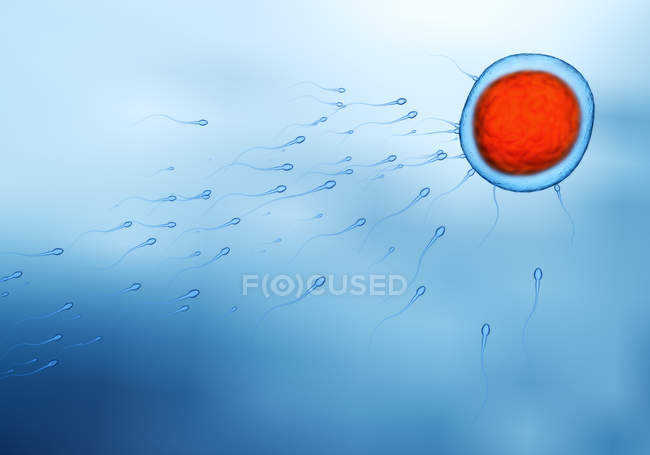Spermien-Spermien schwimmen in Richtung Eizelle, farbige digitale Illustration. — Stockfoto