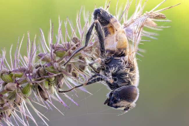 Primo piano della mosca drone intrappolata sull'erba gialla della coda di volpe . — Foto stock