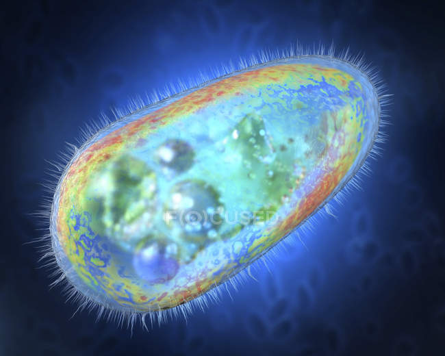 3d ilustración de protozoario transparente y colorido sobre fondo azul . - foto de stock