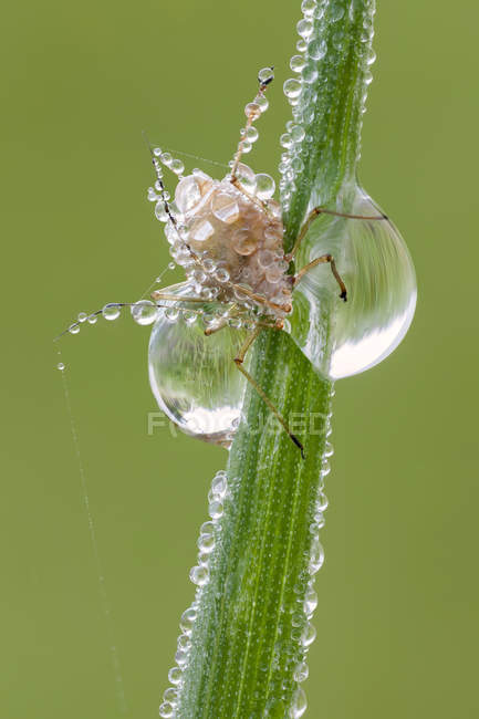 Close-up of Aphid body infected by parasitic wasp on grass with dew drops. — Stock Photo