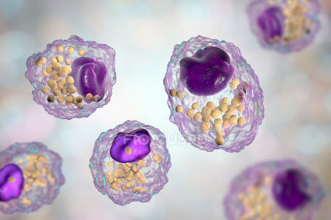 Cellules de mousse macrophagique avec gouttelettes lipidiques, illustration numérique
. — Photo de stock