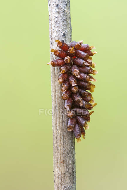 Primer plano de los huevos de escarabajo de la hoja unidos a la rama delgada . - foto de stock