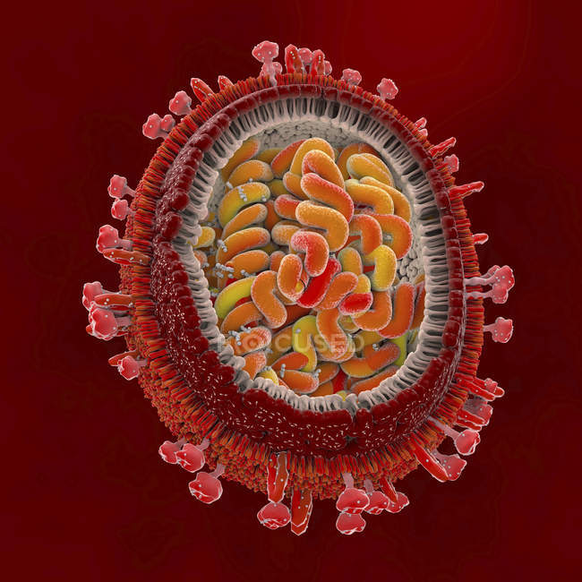 Illustration 3D de l'agent pathogène de la grippe en coupe transversale . — Photo de stock