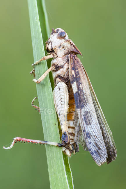 Close-up of fungus infection on grasshopper insect. — Stock Photo