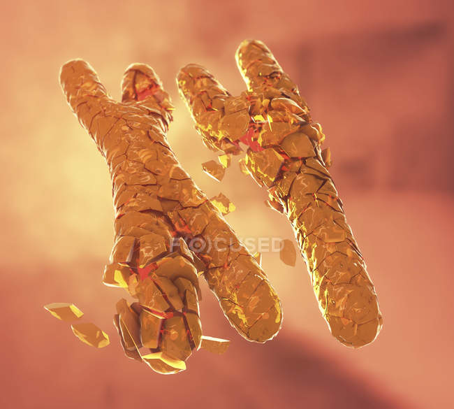 3D-Illustration gebrochener oder defekter orangefarbener X- und Y-Chromosomen. — Stockfoto
