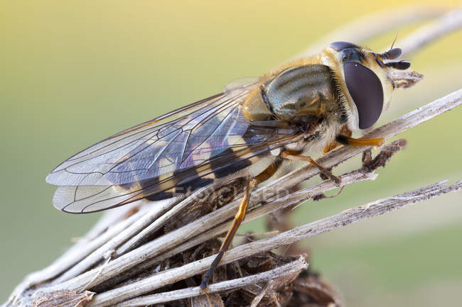 Close-up de inseto mosca pairar na flor silvestre seca . — Fotografia de Stock
