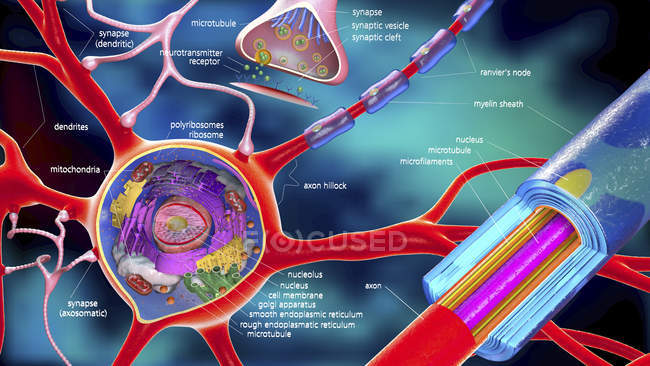 Illustration 3D de l'anatomie et de la restriction neuronales avec descriptions . — Photo de stock