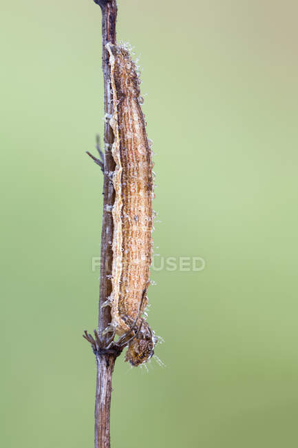 Primer plano de la oruga camuflada sobre el tallo seco de la planta silvestre . - foto de stock