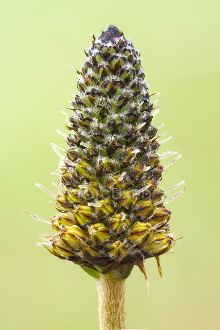 Gros plan sur la tête des graines de plantain d'armoise
. — Photo de stock