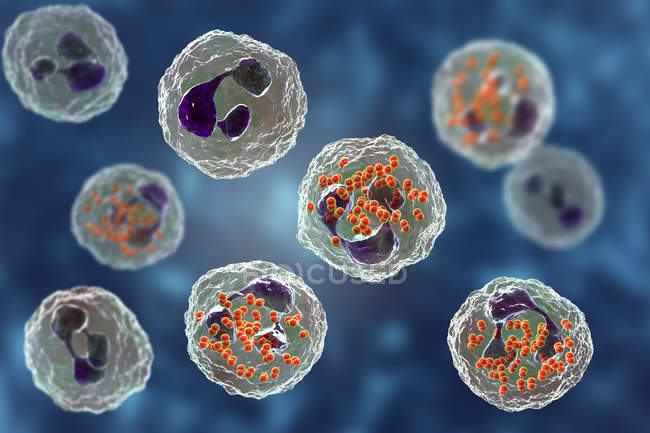 Ilustración digital de la bacteria Neisseria gonorrhoeae dentro de los glóbulos blancos de neutrófilos
. - foto de stock