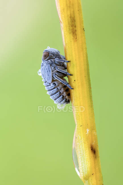 Close-up of leaf hopper nymph on thin yellow plant stem. — Stock Photo
