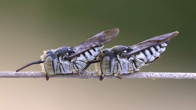 Primer plano de las abejas cuco cortadoras de hojas que duermen en una rama delgada . - foto de stock