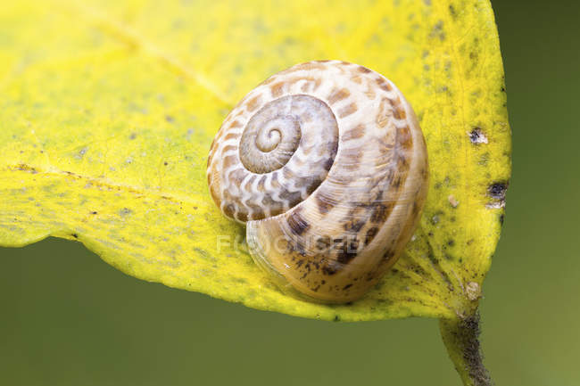 Close-up of garden snail in hibernation on yellow leaf. — Stock Photo